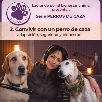 Perros de Caza (2): Adaptación, Seguridad y bienestar Perros de Caza (2): Adaptación, Seguridad y bienestar
