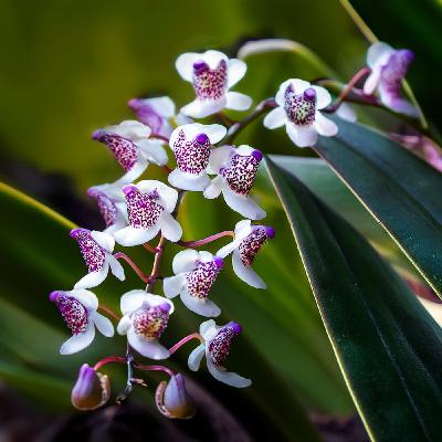 Jewel Orchids as House Plants