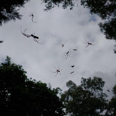 Toxic Exposure, Nano-Technology - Aliens, and the Mayo Clinic: A Deep Dive Into Morgellons