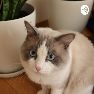 猫に枕をとられた話＋鬼滅の刃に学ぶ自己啓発表現