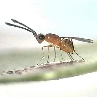 Ep. 34: Hostile takeover, insect style Ep. 34: Hostile takeover, insect style