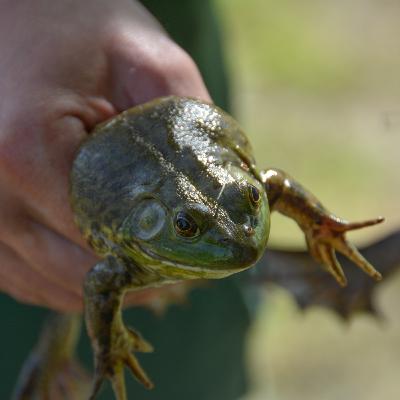 Aflevering 3: Amerikaanse stierkikker Aflevering 3: Amerikaanse stierkikker