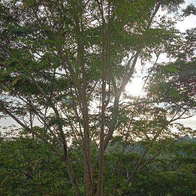 Ibu Goresan Pena Kyai Zawawi Imran Ibu Goresan Pena Kyai Zawawi Imran