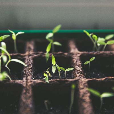 Indoor Seeding Tips & Tricks with Tara Bernardin