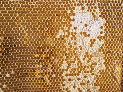 Honey Talks 4 -  Den komplexa honungen
