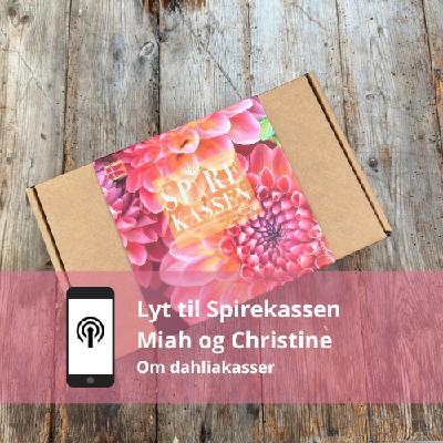De skønne dahliakasser