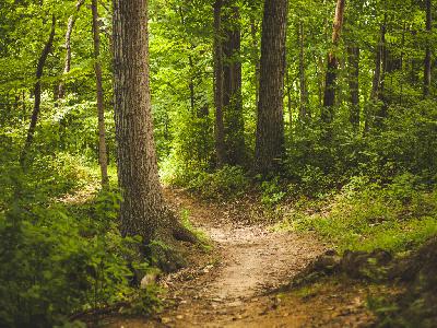 A Woodland Walk Guided Imagery | #80