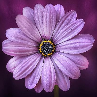 Pessimism and Weeping Pessimism and Weeping