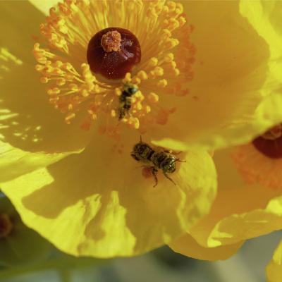 S5E3: How Honeybees Threaten The Desert's Native Pollinators S5E3: How Honeybees Threaten The Desert's Native Pollinators