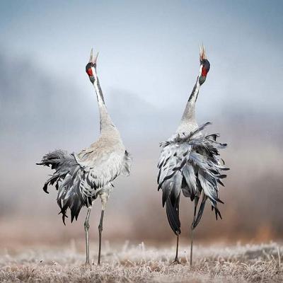 #169 Ko var mācīties no dzīvniekiem par attiecībām un seksualitāti? Ieva Meņģele #169 Ko var mācīties no dzīvniekiem par attiecībām un seksualitāti? Ieva Meņģele