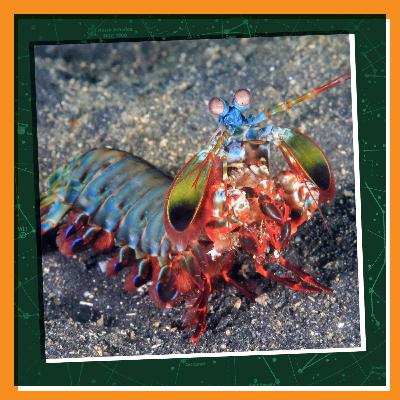 Using Our Senses Like Animals