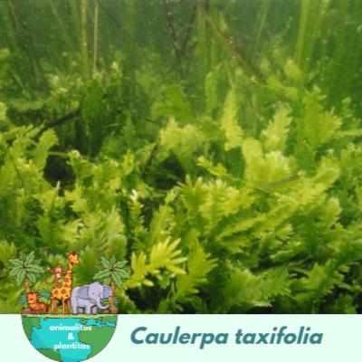 EP13 El alga asesina