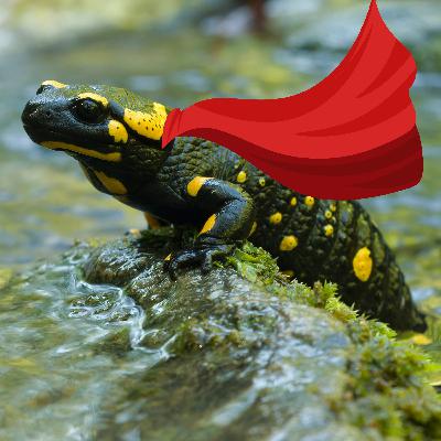 What’s a Salamander’s Superpower? with Emily Graslie What’s a Salamander’s Superpower? with Emily Graslie