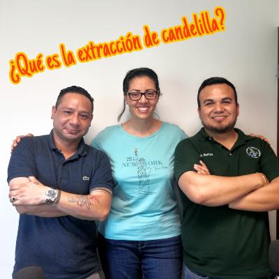 44. ¿Cómo funciona la extracción de candelilla?