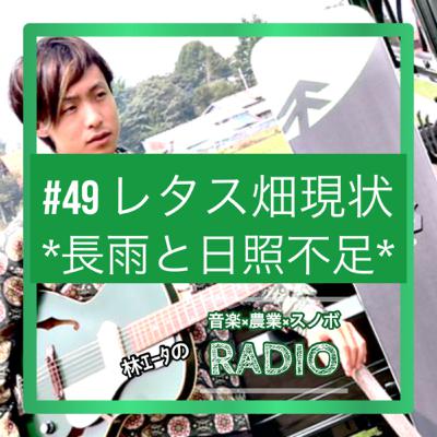 #49 レタス畑の現状 ※タイムラグがございます。 #49 レタス畑の現状 ※タイムラグがございます。