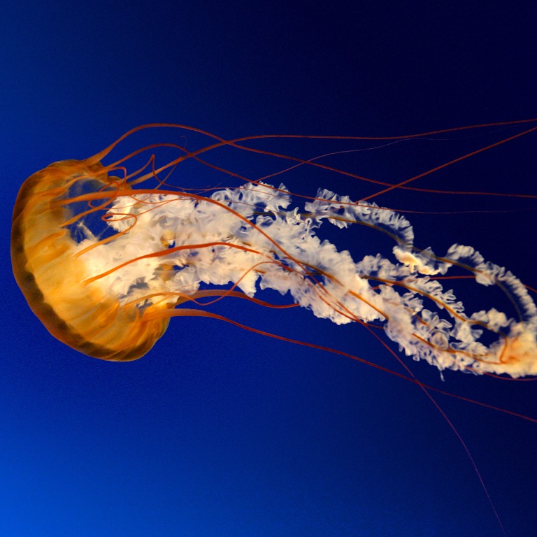 آموزش مجازی انجمن اهدای عضو ایرانیان