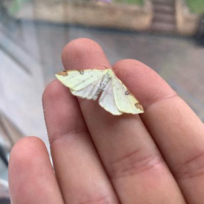 Poem: Little White Butterfly