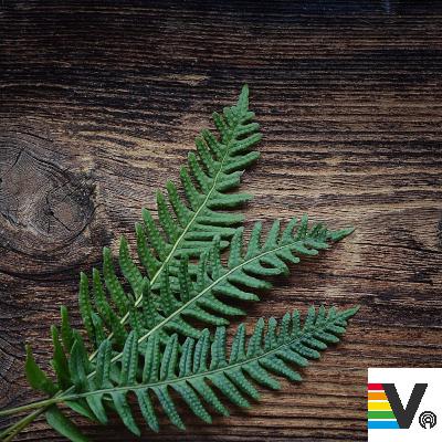 VSG Meta: Was der Großvater noch wusste