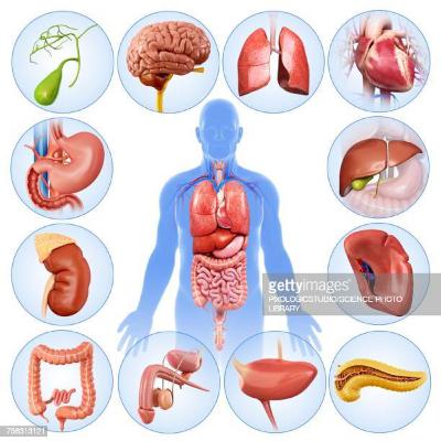 FUNCION DE LOS ORGANOS DEL CUERPO HUMANO . FUNCION DE LOS ORGANOS DEL CUERPO HUMANO .