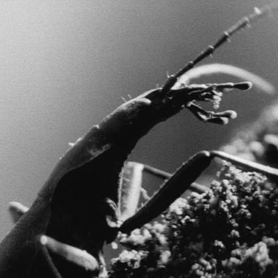 Criterion Creeps Episode 421: The Insect Woman