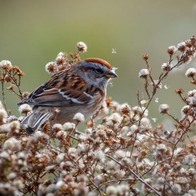 American Tree Sparrow American Tree Sparrow
