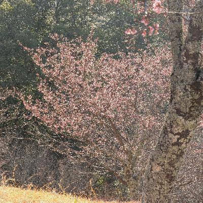 #129 かげきしょうじょ!! from Radiotalk