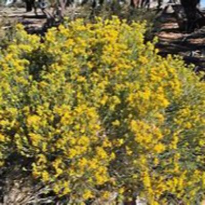 Rubber Rabbitbrush (Ericameria nauseousa)