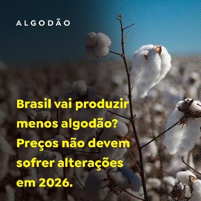 Brasil vai produzir menos algodão? Preços não devem sofrer alterações em 2026 Brasil vai produzir menos algodão? Preços não devem sofrer alterações em 2026