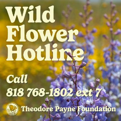 Wild Flower Hotline May 31, 2024