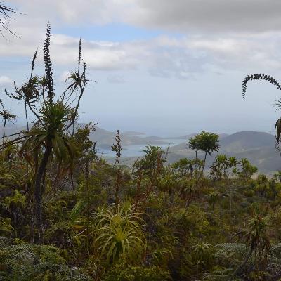 Travel notes from nurseries, Australia, New Caledonia and Tasmania with Luca Magi