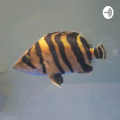 Perawatan dan pemilihan ikan arwana