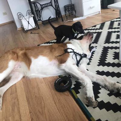 Episod 2: Joaca la câini