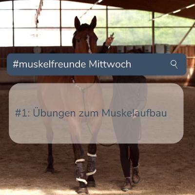 Rückenmuskulatur aufbauen und Stärken