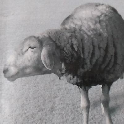 Харуки Мураками, "Охота на овец" (фрагмент об алкоголизме) Харуки Мураками, "Охота на овец" (фрагмент об алкоголизме)