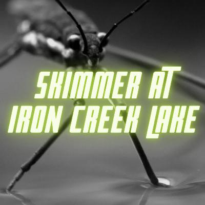 Skimmer at Iron Creek Lake