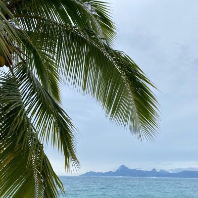 Le Balai Nī’au