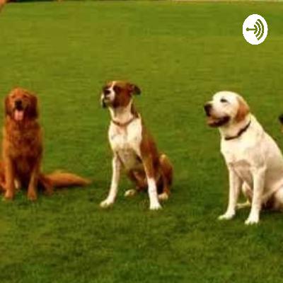 ¿Por qué los caninos cambian de comportamiento cuando conviven con desconocidos?