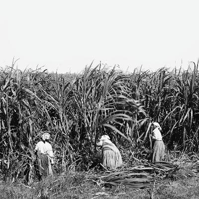 [TEASER] Atlantic Slavery and the Plantation System w/ David McNally