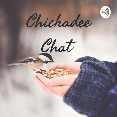 Bird Feeding Common Problems + Solutions!