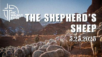 The Shepherd’s Sheep
