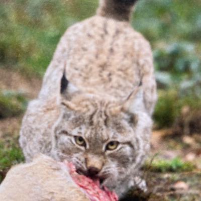 DaZ 5 Tiere im Zoo 08.02.2021 Montagsaufgabe Adjektivsteigerungen