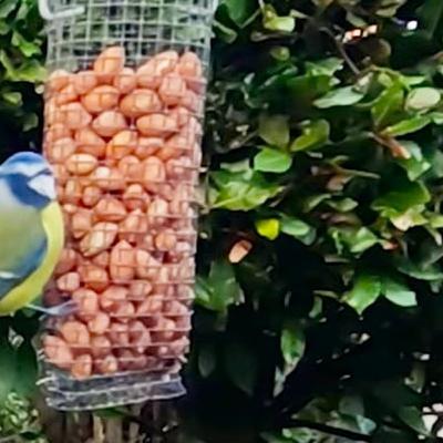The Great Big Garden Birdwatch