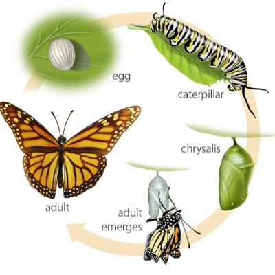 The Caterpillar/Butterfly Complex in Relation to Our Lives
