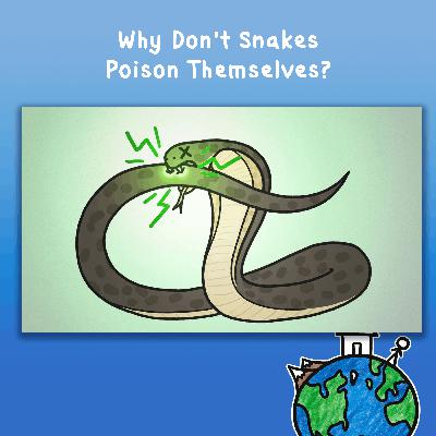 Why Don't Snakes Poison Themselves?