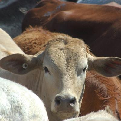 Farming in a challenging climate