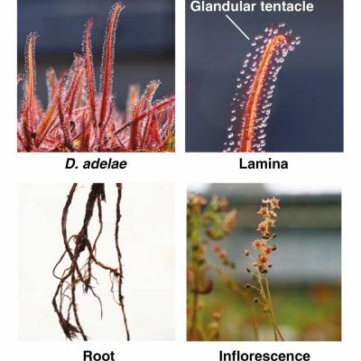 Researchers uncover how an enzyme helps a sundew digest its victim’s DNA