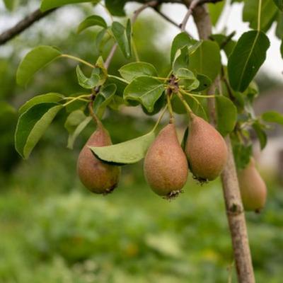 How and When to Prune a Pear Tree for Maximum Fruit Production: Bloom Ranch of Acton's Expert Timing and Techniques