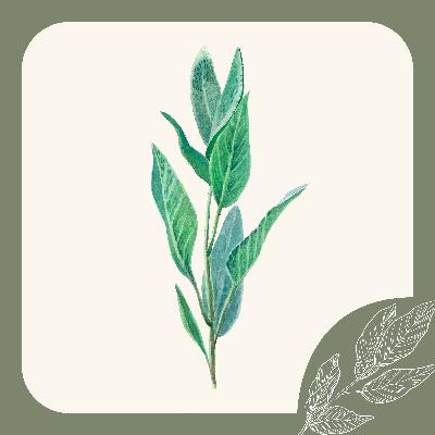 Herb Notes: The Benefits of Sage