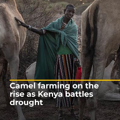 Camel farming on the rise as Kenya battles drought