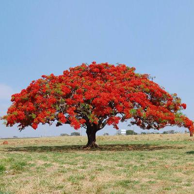 Encantos da natureza com Professor Luiz Roza Camargo